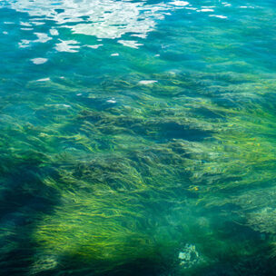 スピキュールとは